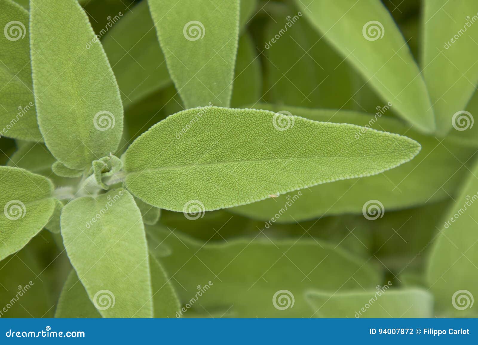 salvia leaf