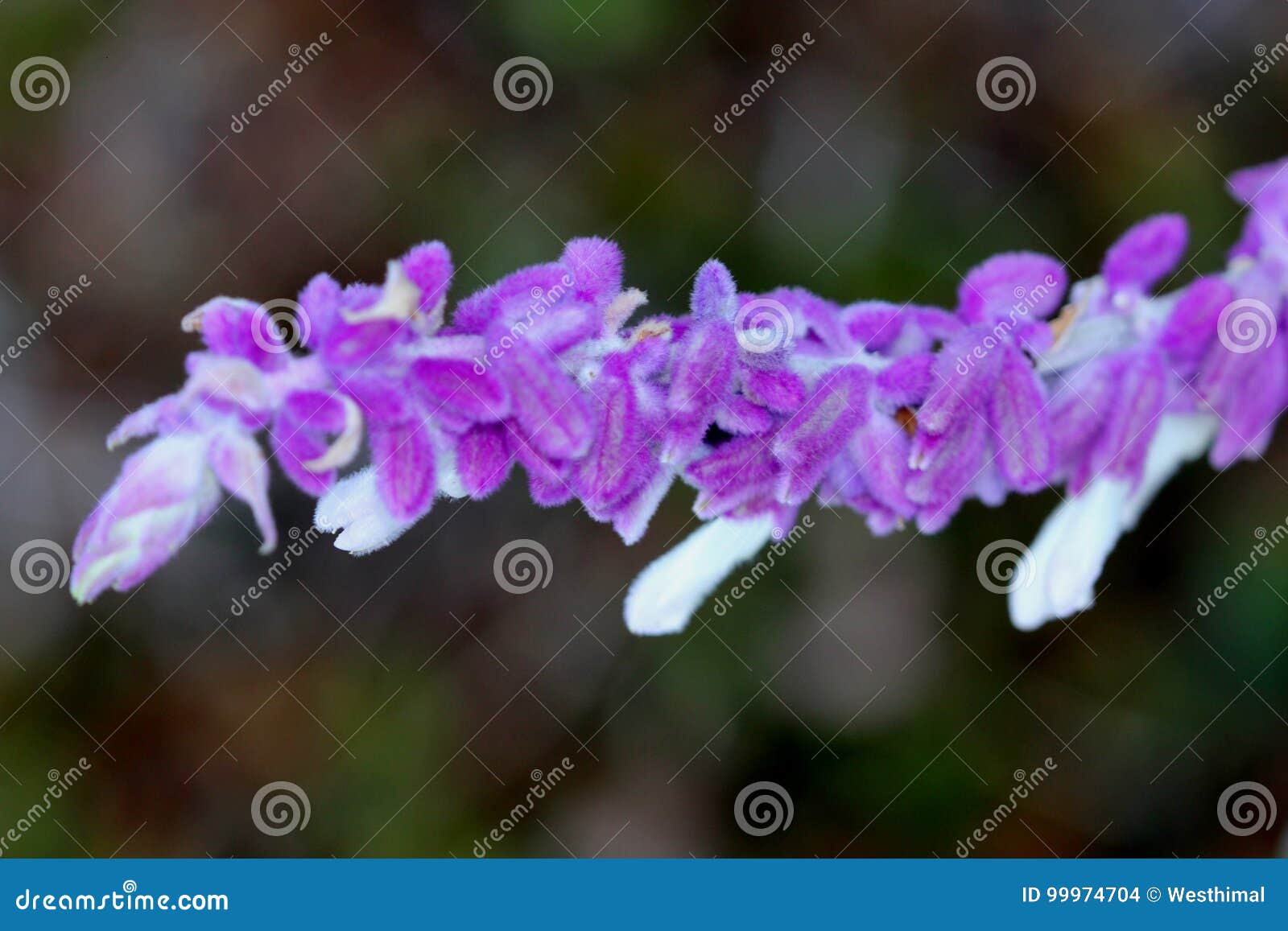Salvia Leucantha Mexican Sage Velvet Sage Stock Photo Image Of Leaves Calyx 99974704