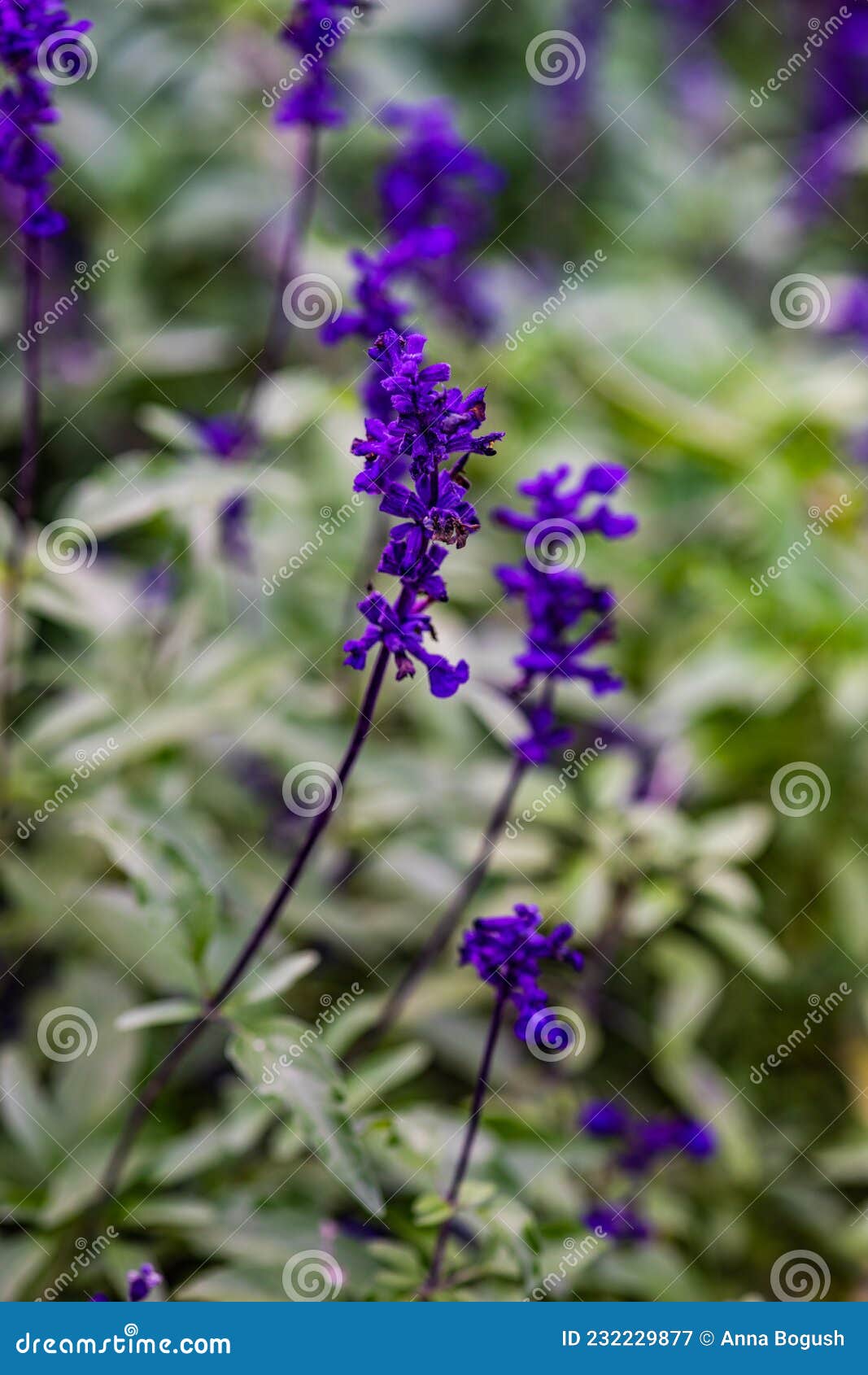 Salvia Oder Salbeipflanze Auf Einer Wiese Stockbild Bild von kaukasus