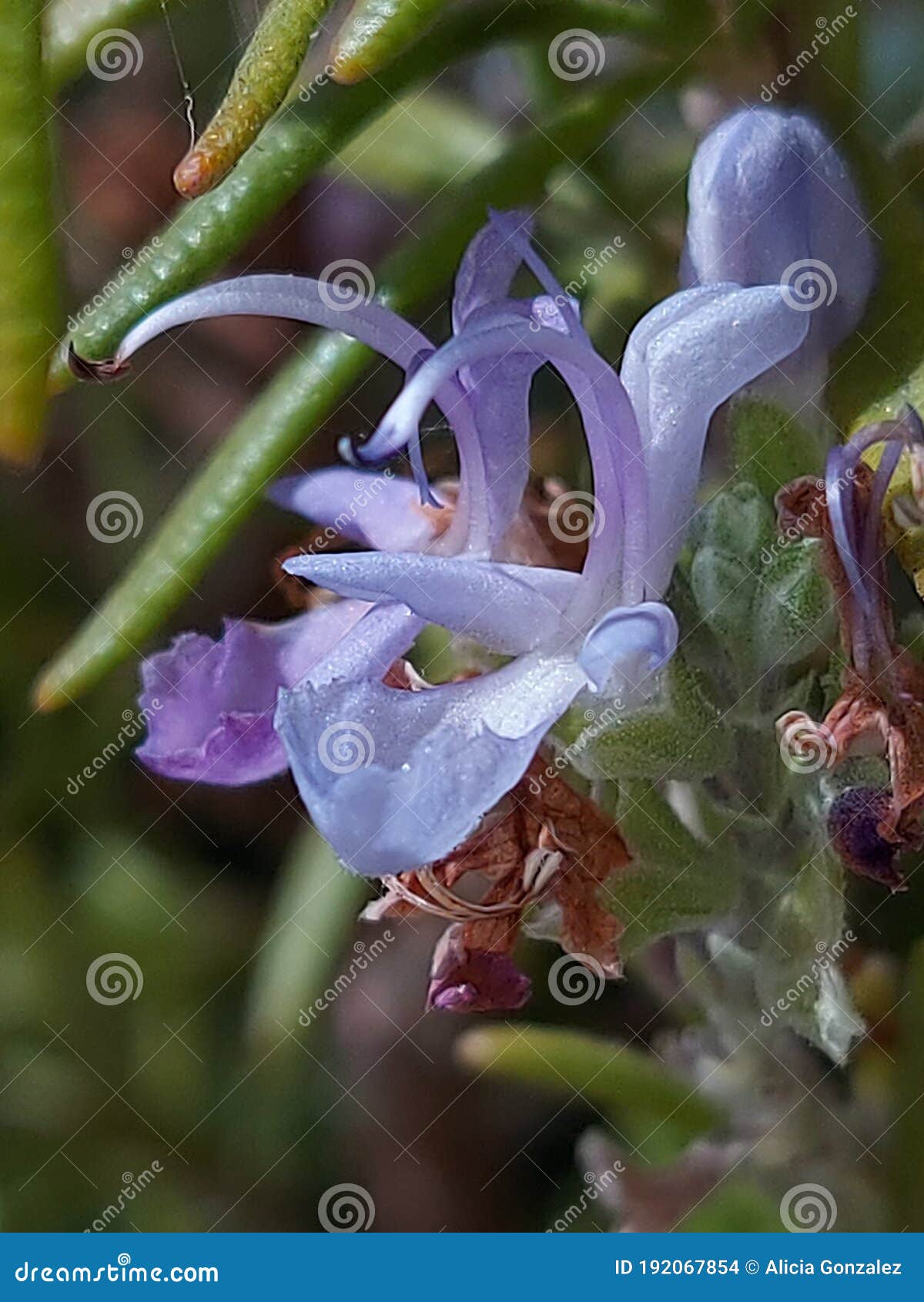 salvia rosmarinus romero flower macro