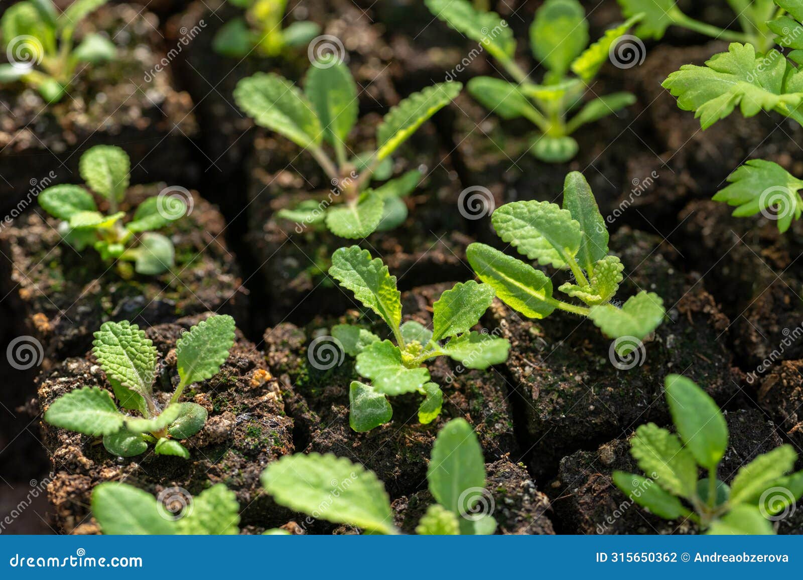 salvia seedlings in soil blocks. soil blocking is a seed starting technique that relies on planting seeds in cubes of soil.