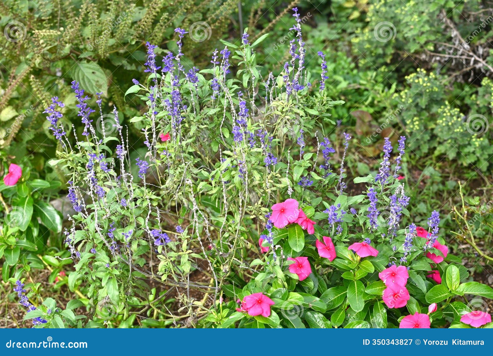 salvia splendens flowers. lamiaceae perennial plants.