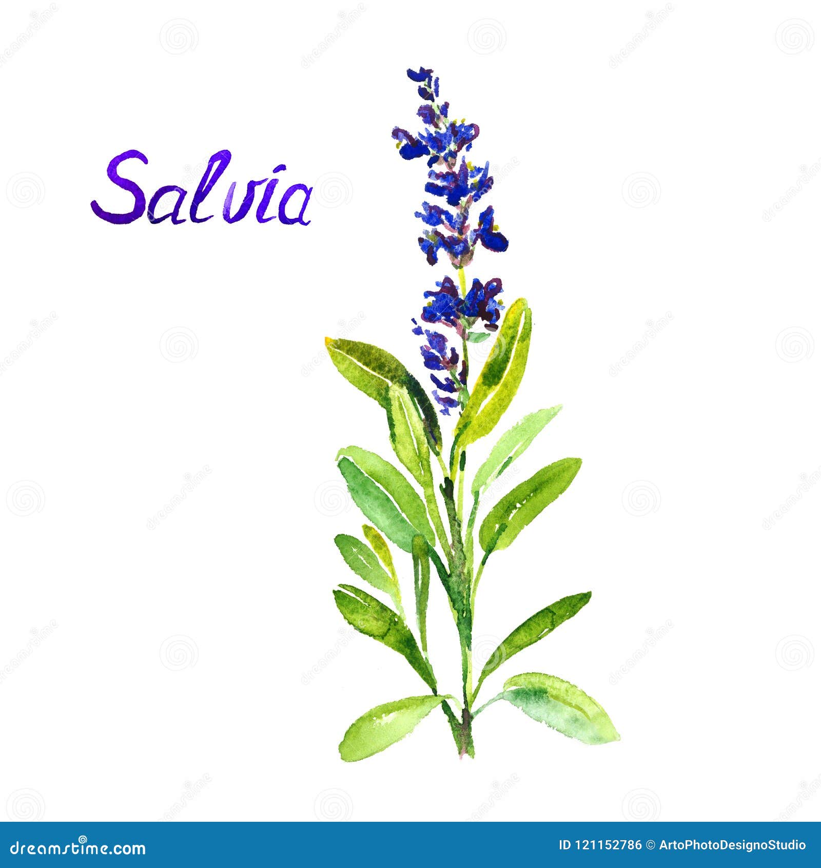 Watercolor Salvia Photos - Free & Royalty-Free Stock Photos From Dreamstime