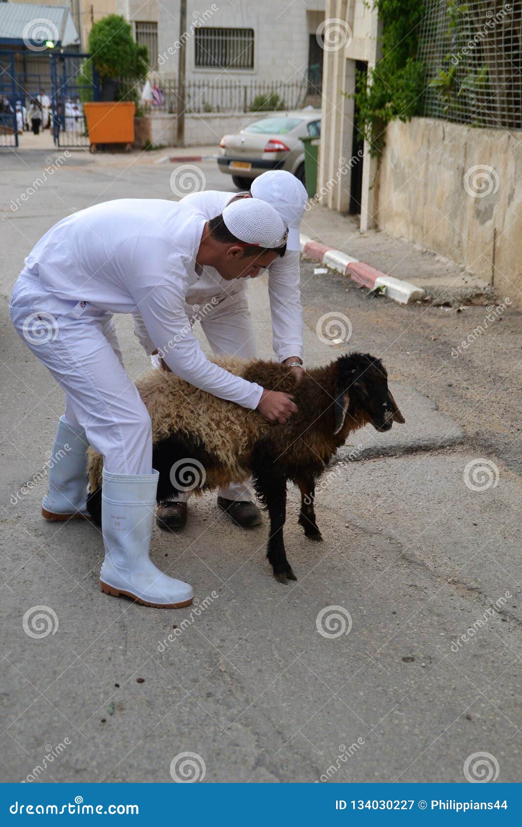 Samaritan People at Traditional Passover Sacrifice in Mount Gerizim Near  the West Bank City of Nablus 2017 ISRAEL Lamb Editorial Photography - Image  of gerizim, mount: 134030227