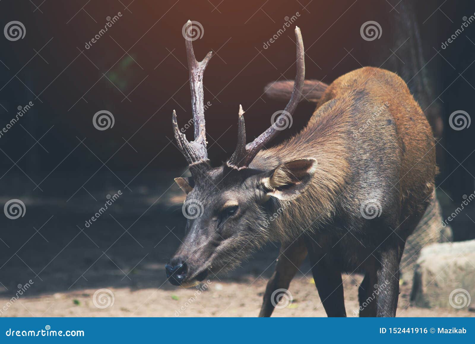 Sambar Deer is a Habit Rather Aggressive Stock Photo - Image of animal,  asia: 152441916