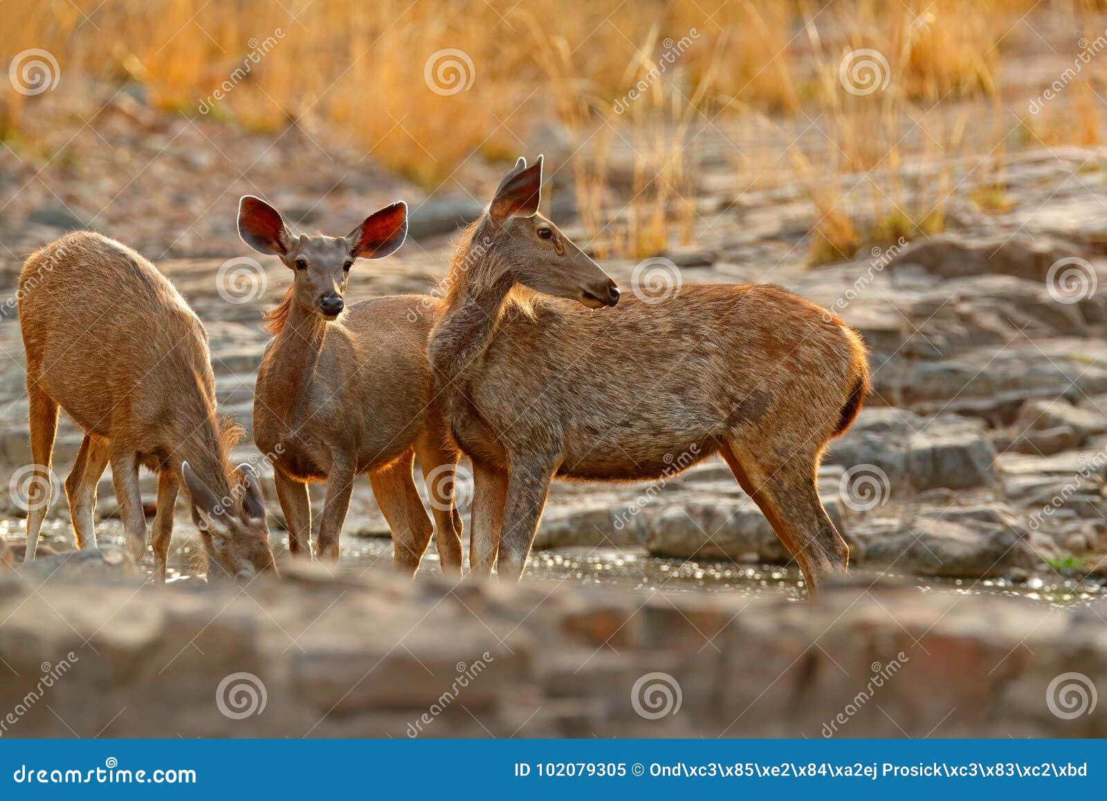 sambar deer, rusa unicolor, large animal, indian subcontinent, china, nature habitat. bellow majestic powerful adult animal in sto