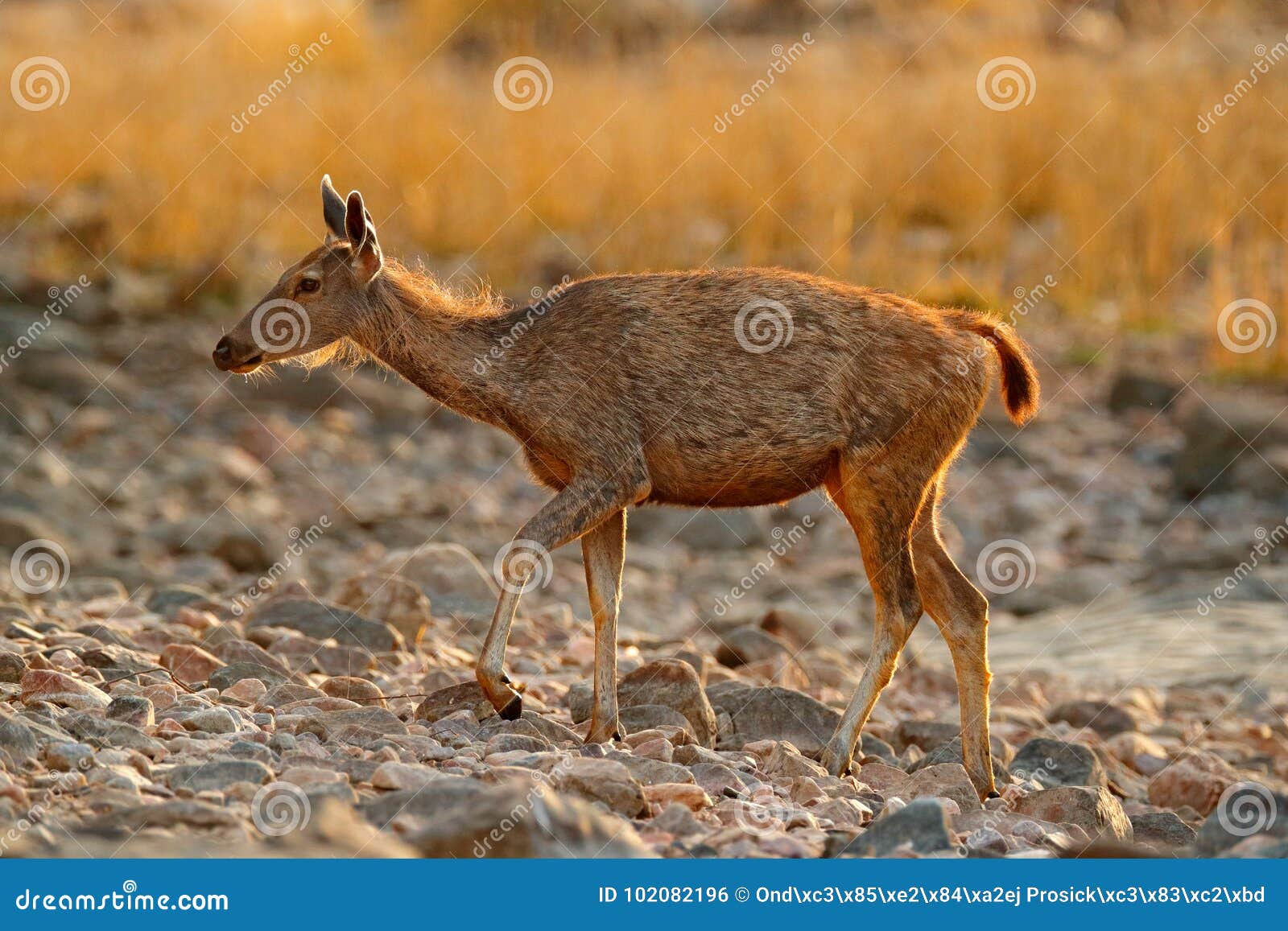 Sambar Deer, Rusa Unicolor, Large Animal, Indian Subcontinent, China, Nature Habitat. Bellow Majestic Powerful Adult Animal in Sto Stock Photo - Image of germany, hert: 102082196 Sambar Deer, Rusa Unicolor, Large Animal, Indian Subcontinent, China, Nature Habitat. Bellow Majestic Powerful Adult Animal in Sto Stock Photo - Image of germany, hert: 102082196