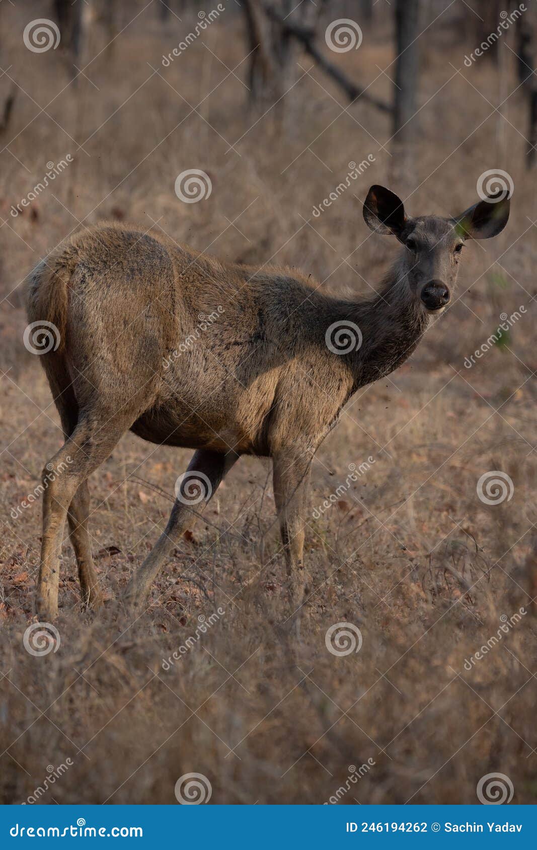 Sambar Deer Standing on Grassy Field at a Forest in Madhya Pradesh, India Stock Photo - Image of madhya, rusa: 246194262 Sambar Deer Standing on Grassy Field at a Forest in Madhya Pradesh, India Stock Photo - Image of madhya, rusa: 246194262