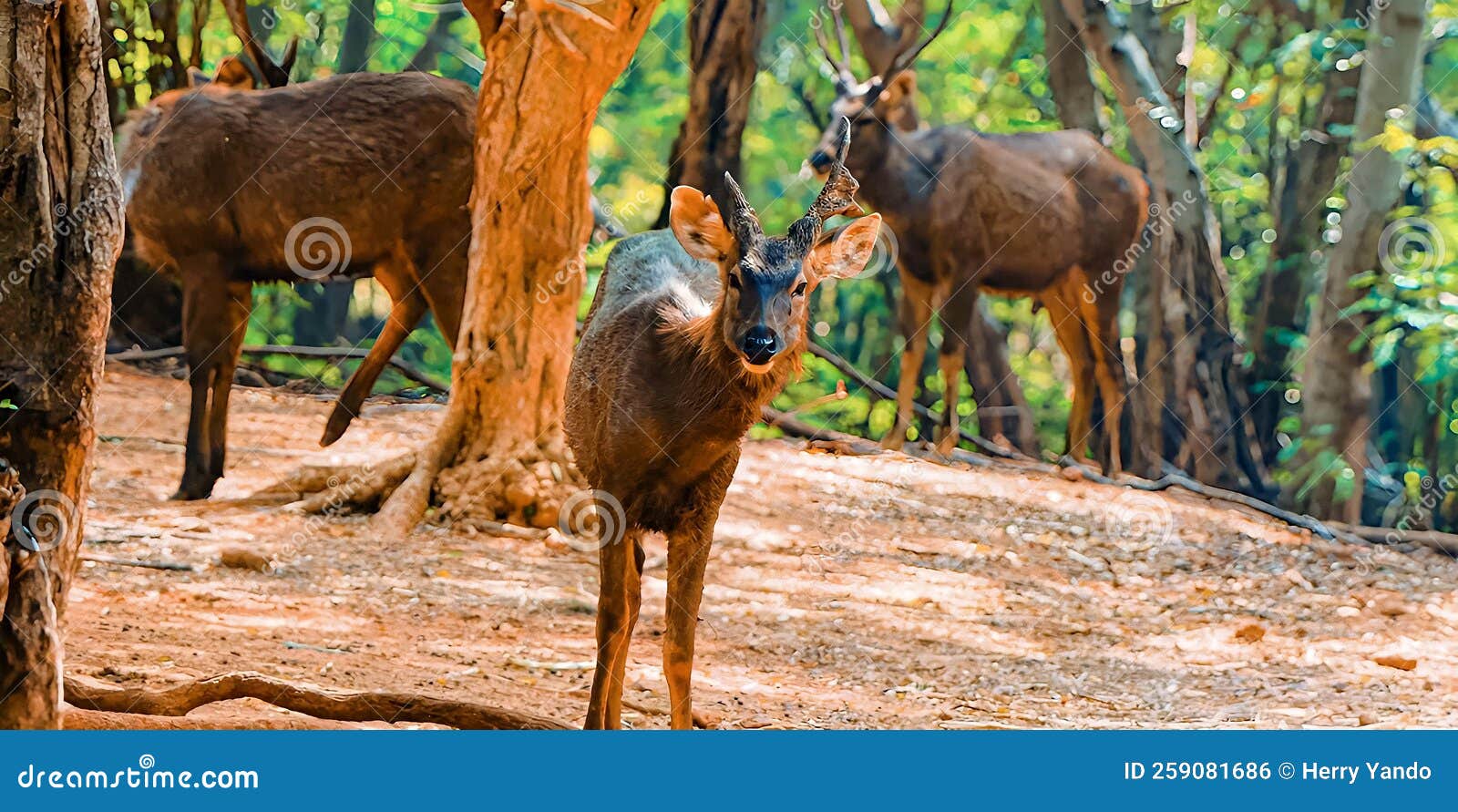 the sambar or indian sambardeer sambur in jungle
