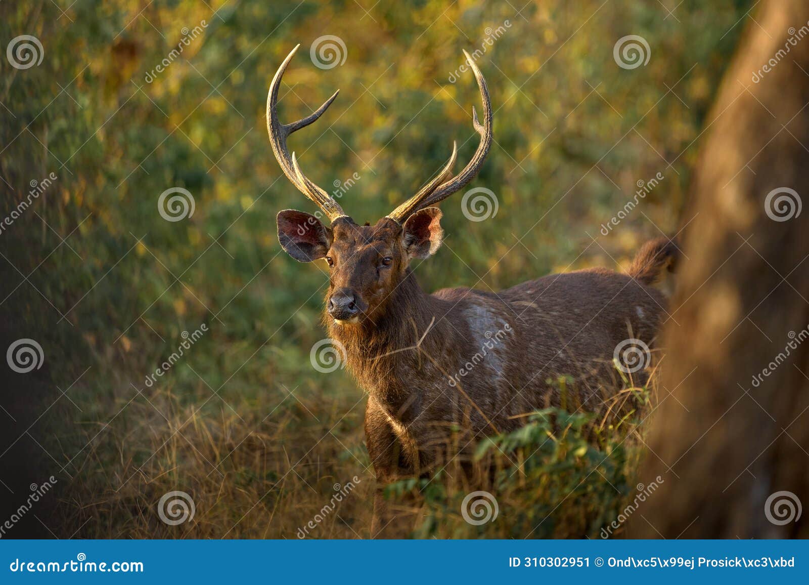 sambar, rusa unicolor, in nature habitat, kabini nagarhole np, india. wild deer in the grass, nature wildlife. sambar, animla