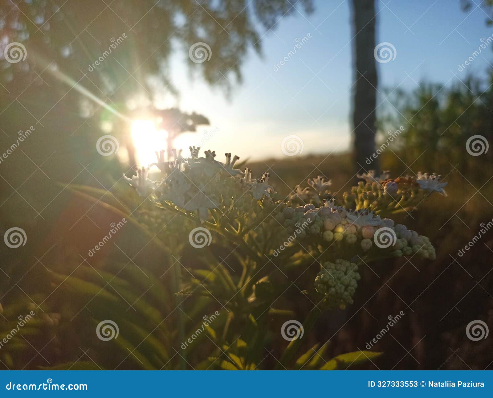sambucus ebulus, also known as danewort, dane weed