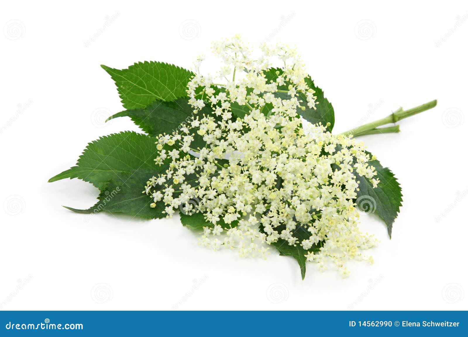 Sambucus nigra or elder stock photo. Image of elder, white - 14562990