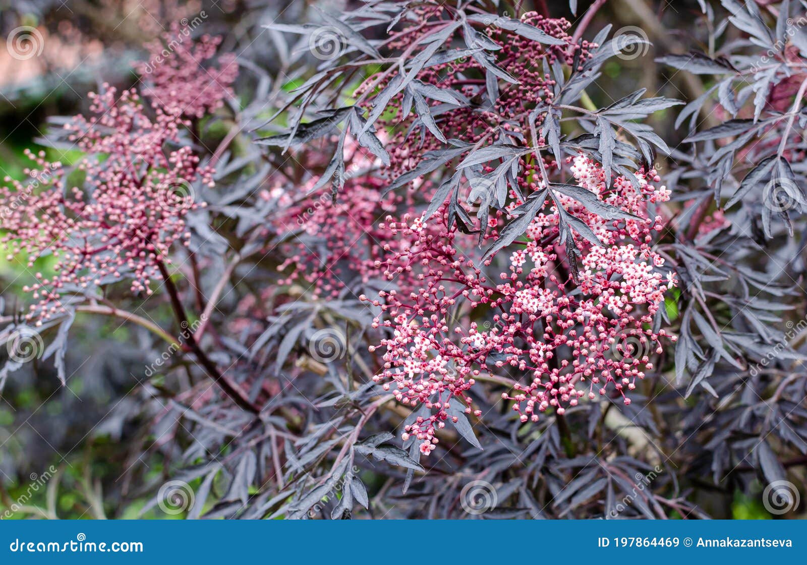 sambucus nigra `eva` is blooming with its black and purple leaves and creamy pink flowers