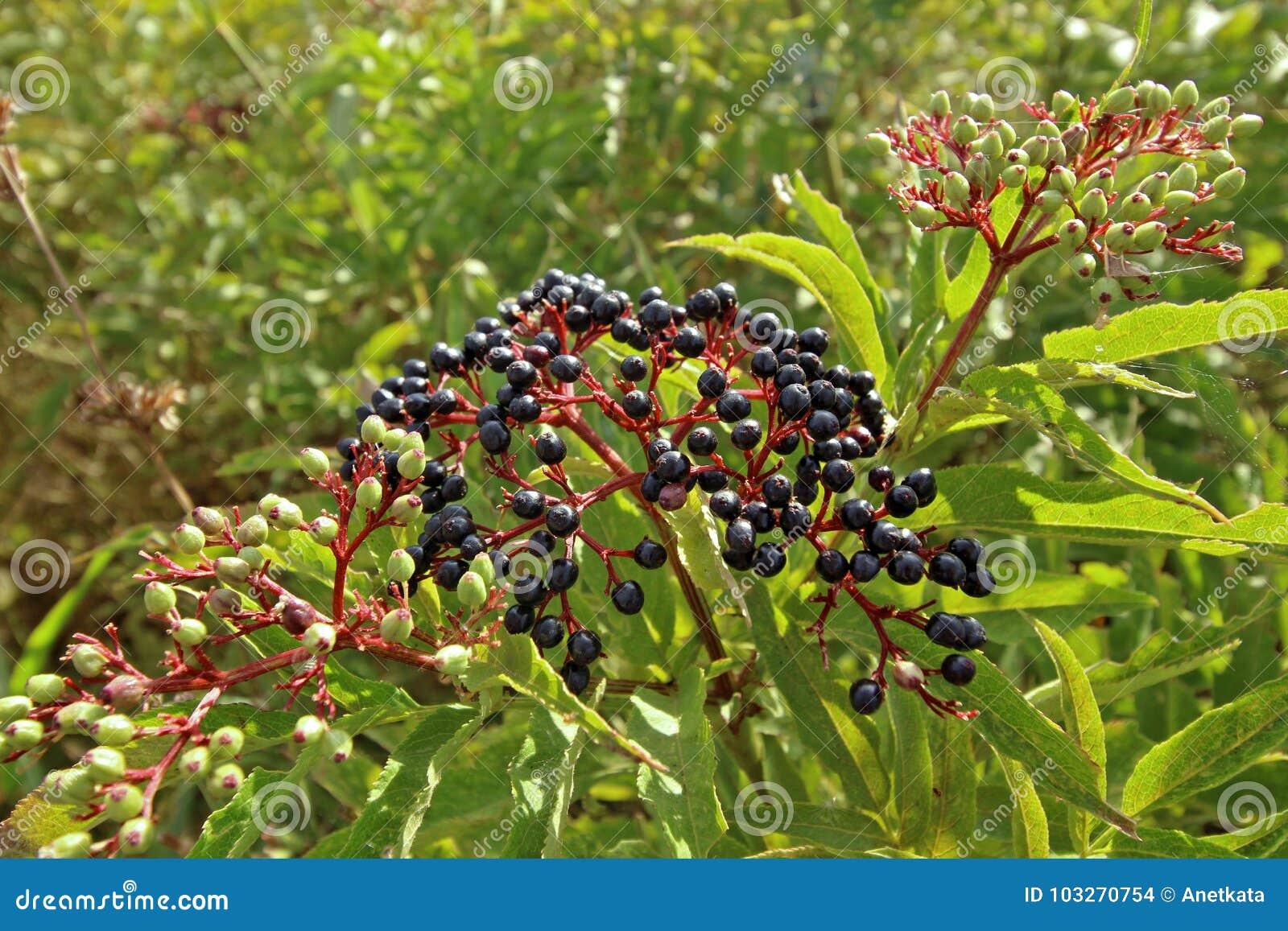 sambucus nigra fruits close up