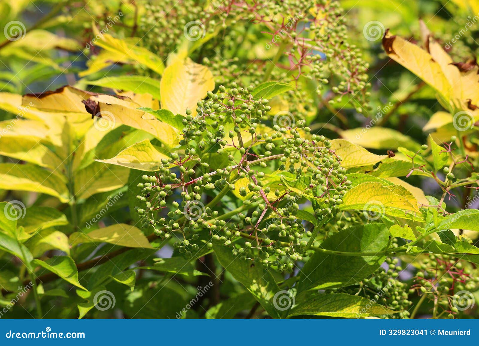 sambucus nigra is a species complex of flowering plants in the family adoxaceae