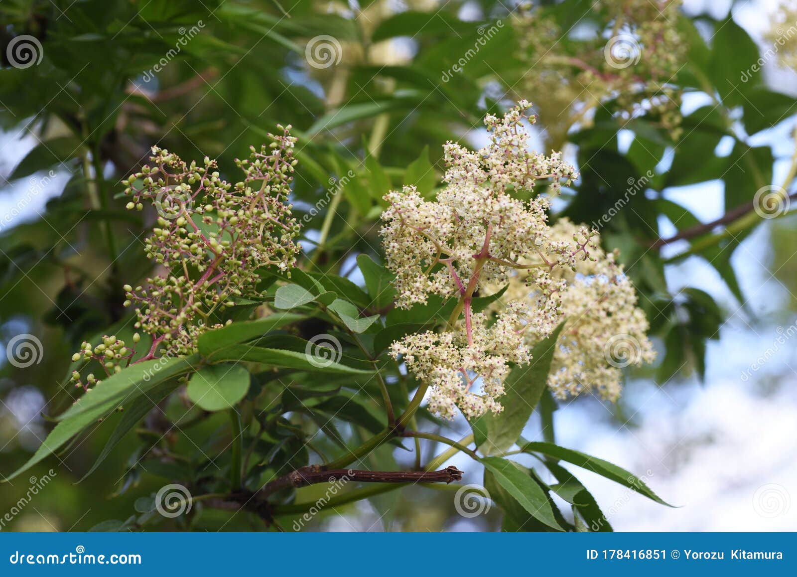 sambucus sieboldiana/japanese red elder flowers