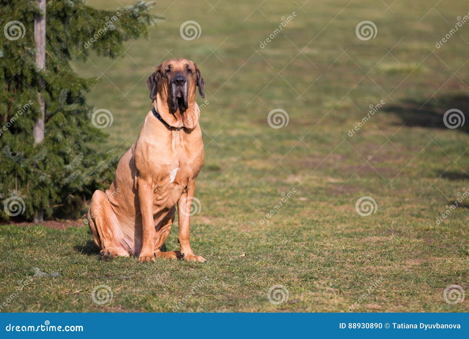 Samiec Psi Trakenów Fila Brasileiro, Brazylijski Mastif W Parku Zdjęcie  Stock - Obraz złożonej z baczny, natura: 88930890