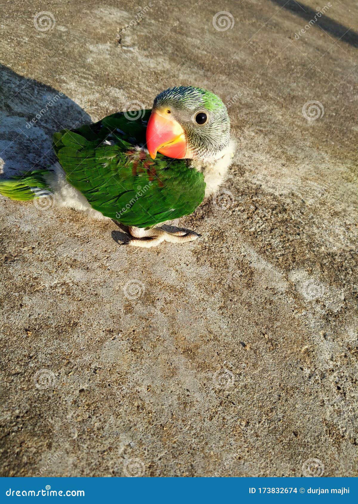 Samll Parrot Looking Forward To Camera Stock Photo Image of parrot