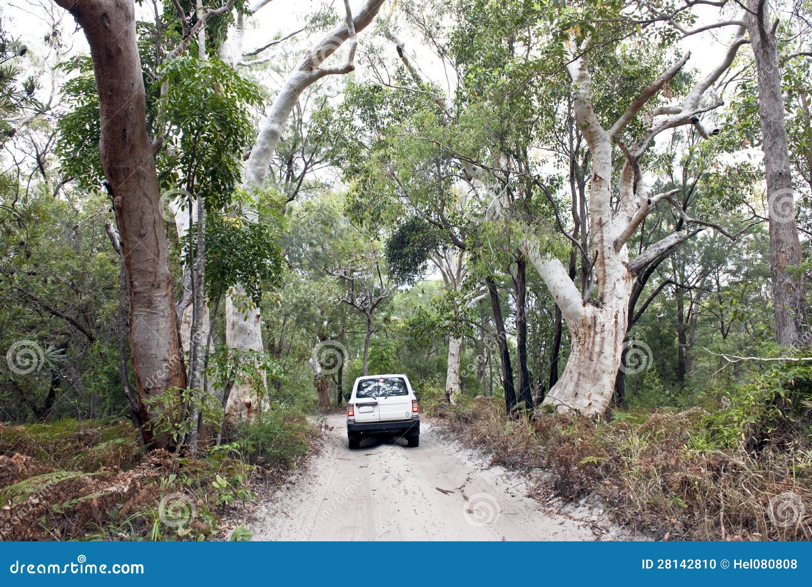 Samochód w dżungla lasach Fraser wyspa. Piaskowaty sposób przez dżungli z gigantycznymi drzewami przy Fraser wyspą, Australi.