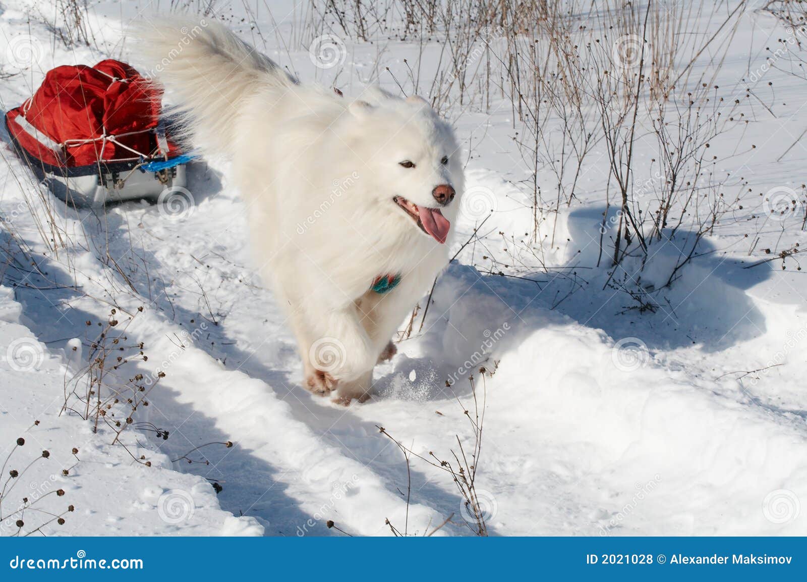 Samoeds Hundetransport pulk. Samoeds Hund im Winterwaldtransport pulk