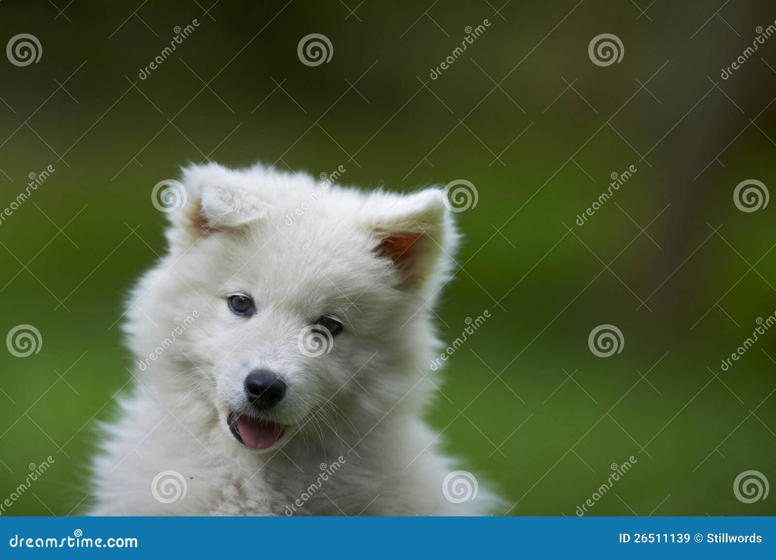 Samoyed dog puppy stock image. Image of herd, pedigree - 26511139