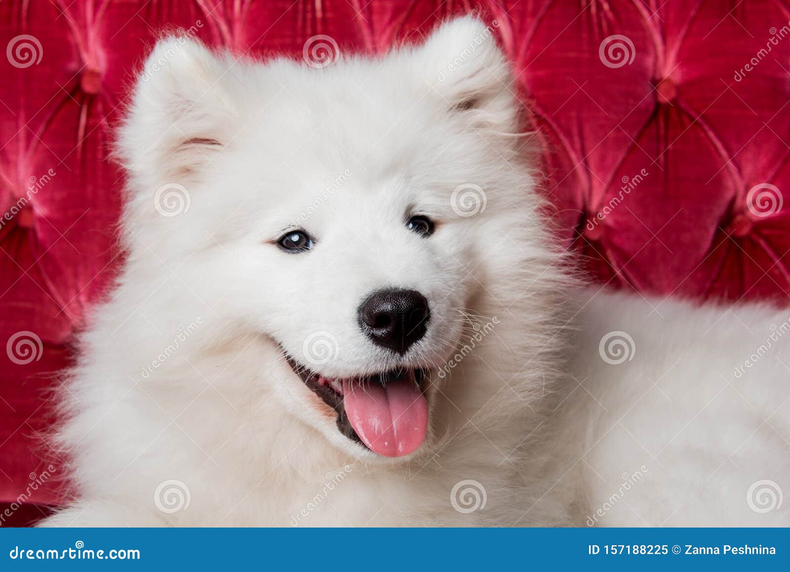 samoyed doll