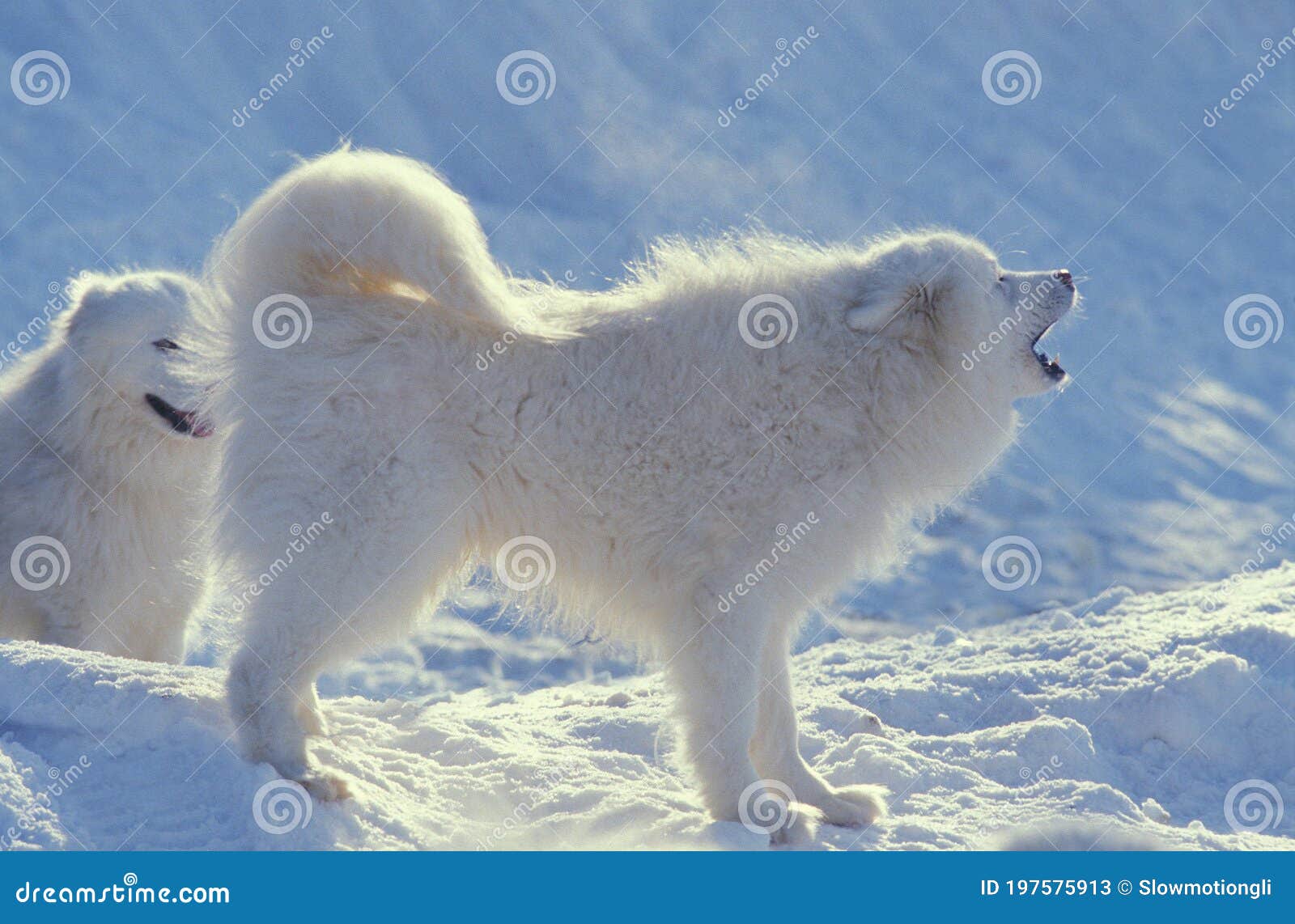 Samoyed Dog Standing on Snow, Yapping Stock Image Image of standing