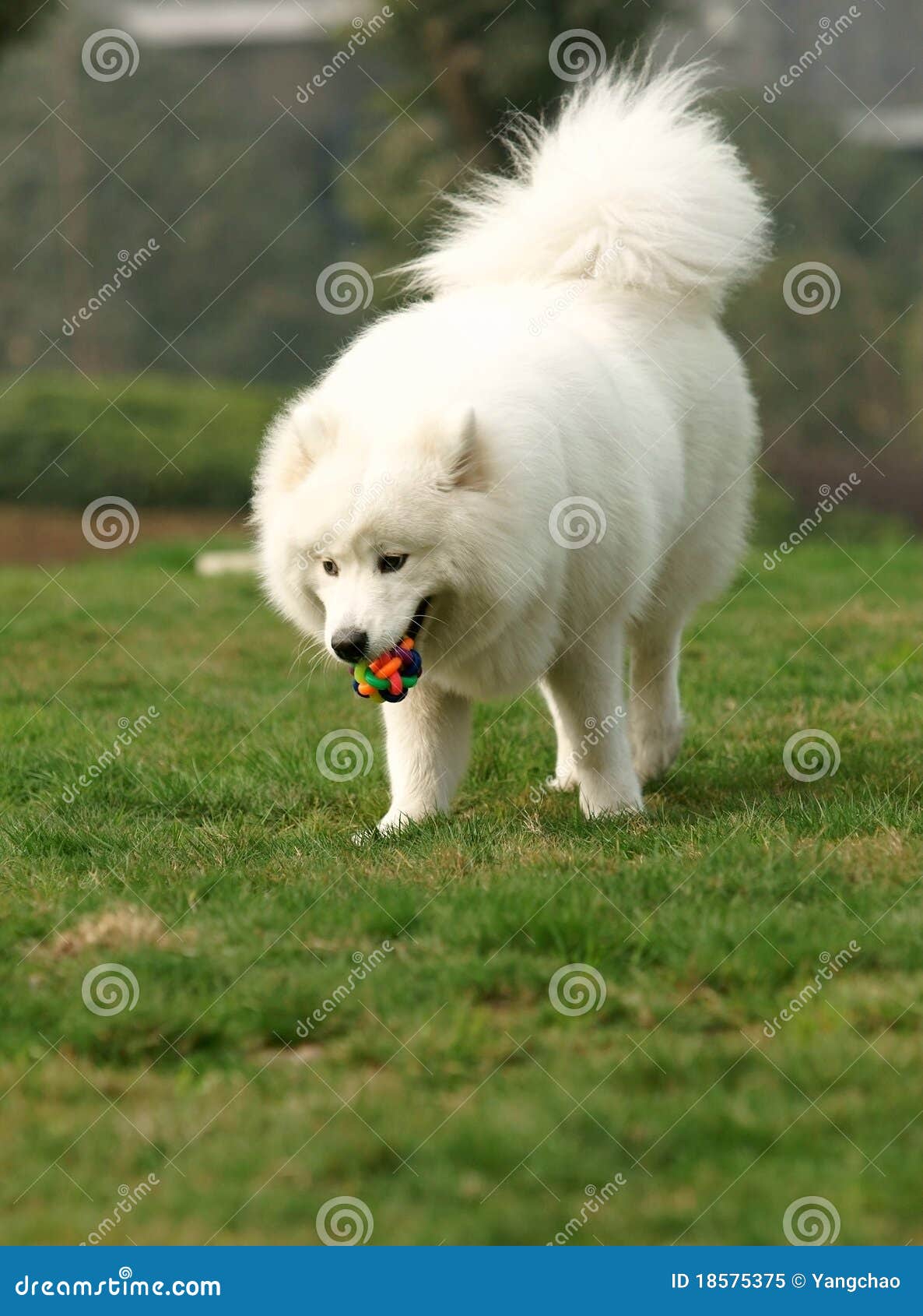 toy samoyed