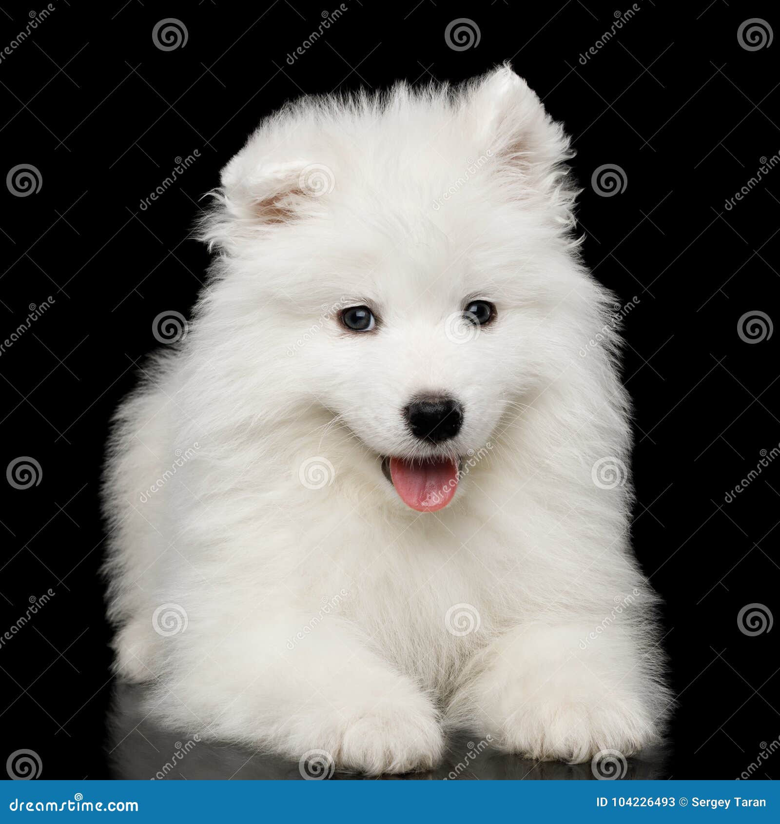 samoyed deutsch