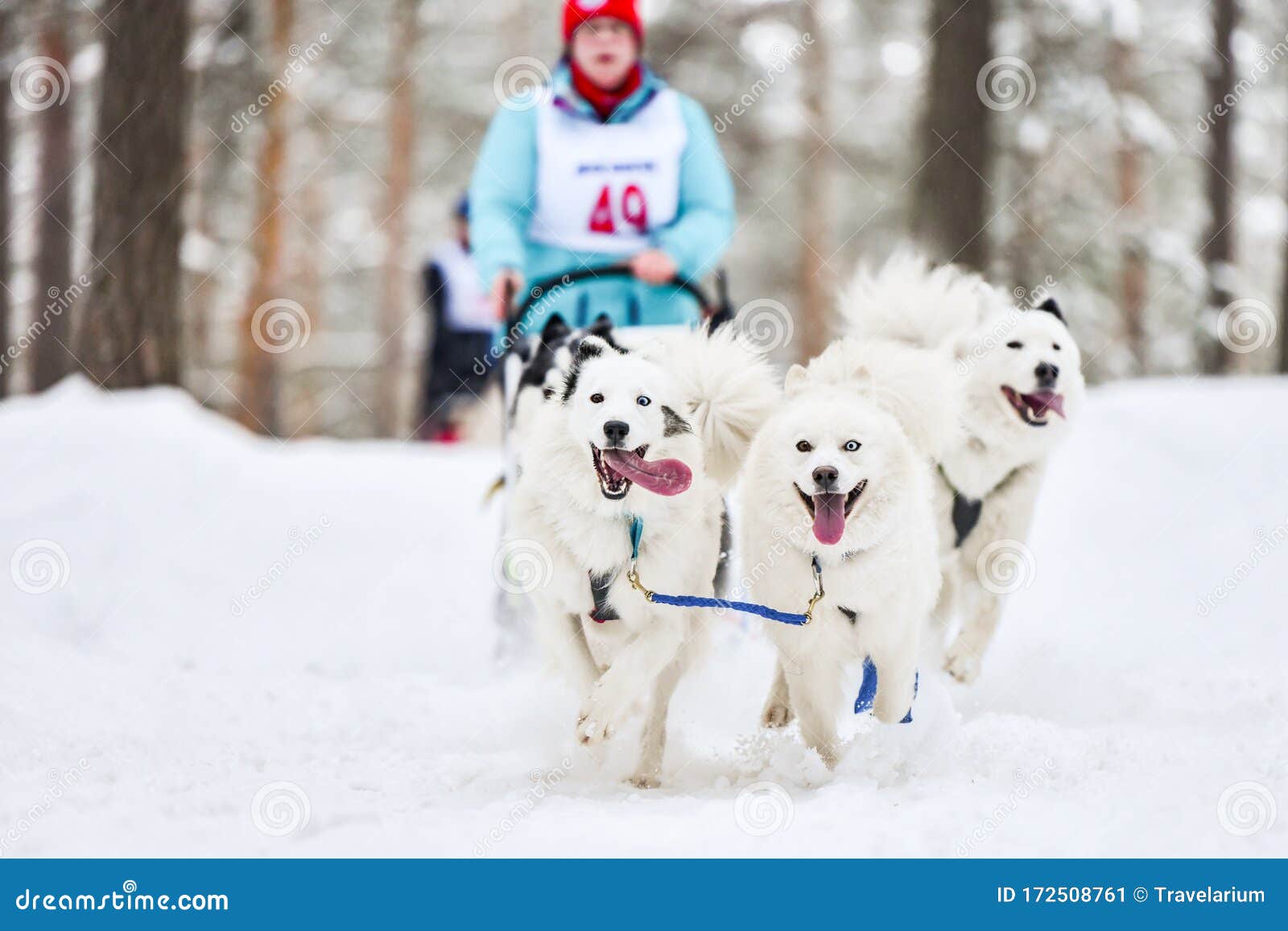 poodle sled dogs