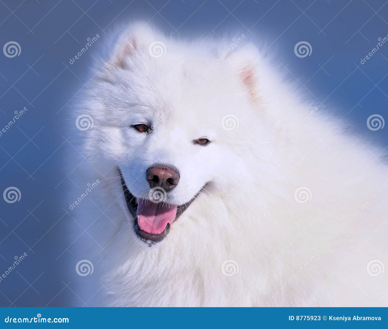 Samoyed собаки. Samoyed портрета собаки