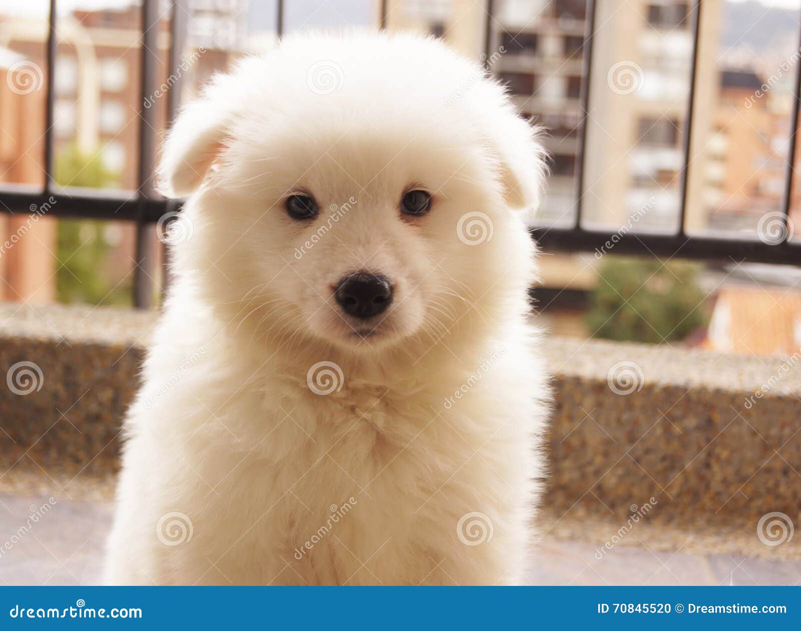 Samoyedo Blanco Mimoso Del Perrito Foto de archivo - Imagen de dominante,  blanco: 70845520, image size:1600x1260