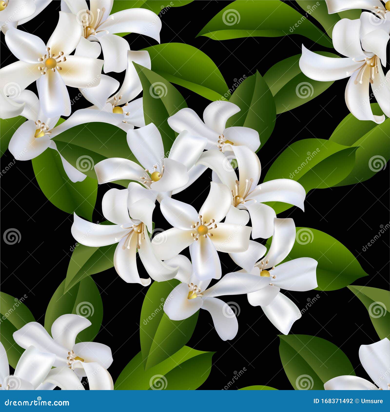 Download Sampaguita Jasmine, The National Flower Of Philippines ...