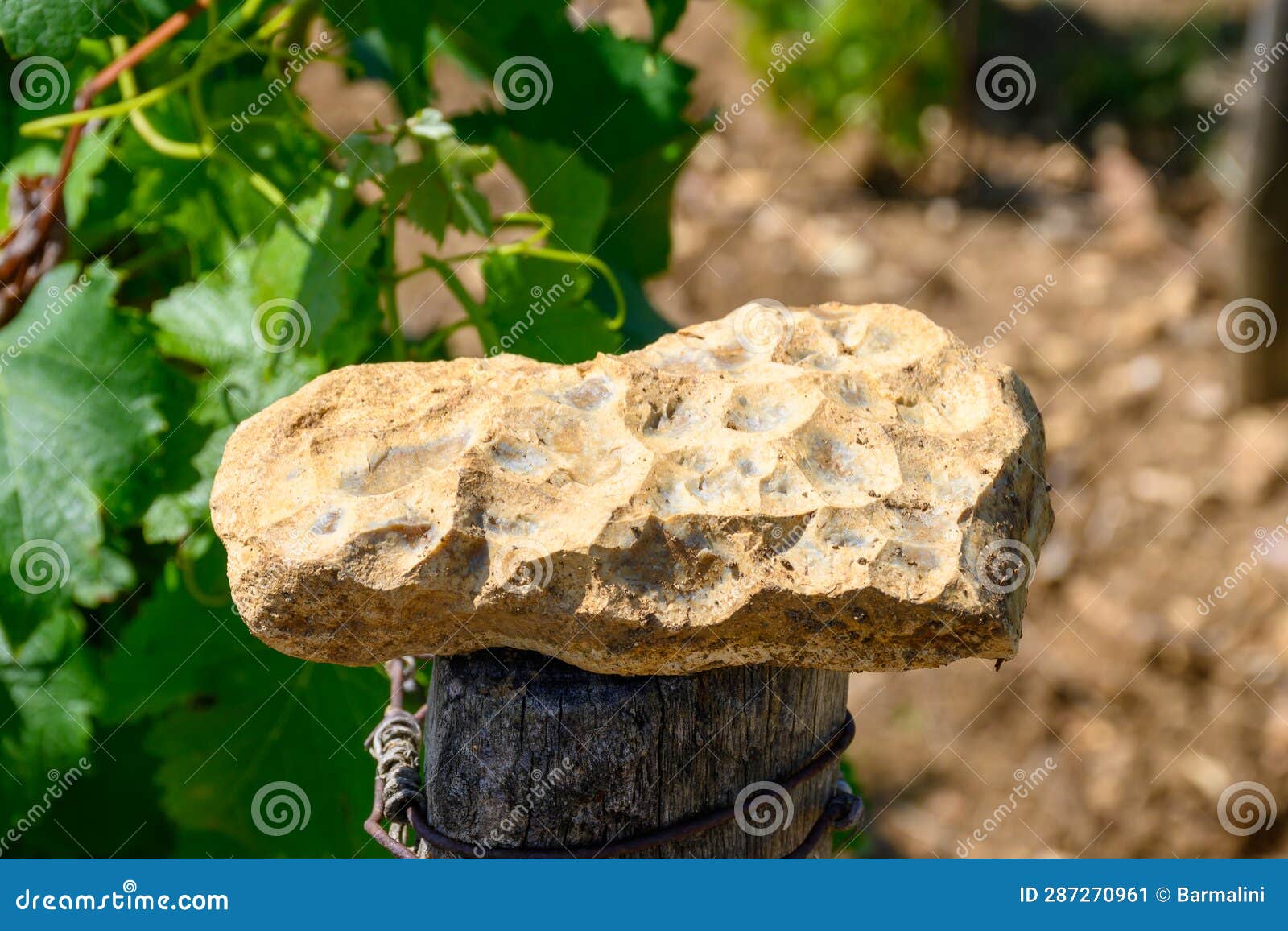 sample of soil, flint stone, vineyards of pouilly-fume appellation, making of dry white wine from sauvignon blanc grape growing on