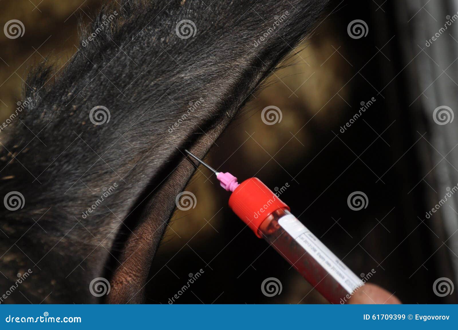 Sampling of Blood from the Cows Stock Image Image of research, life