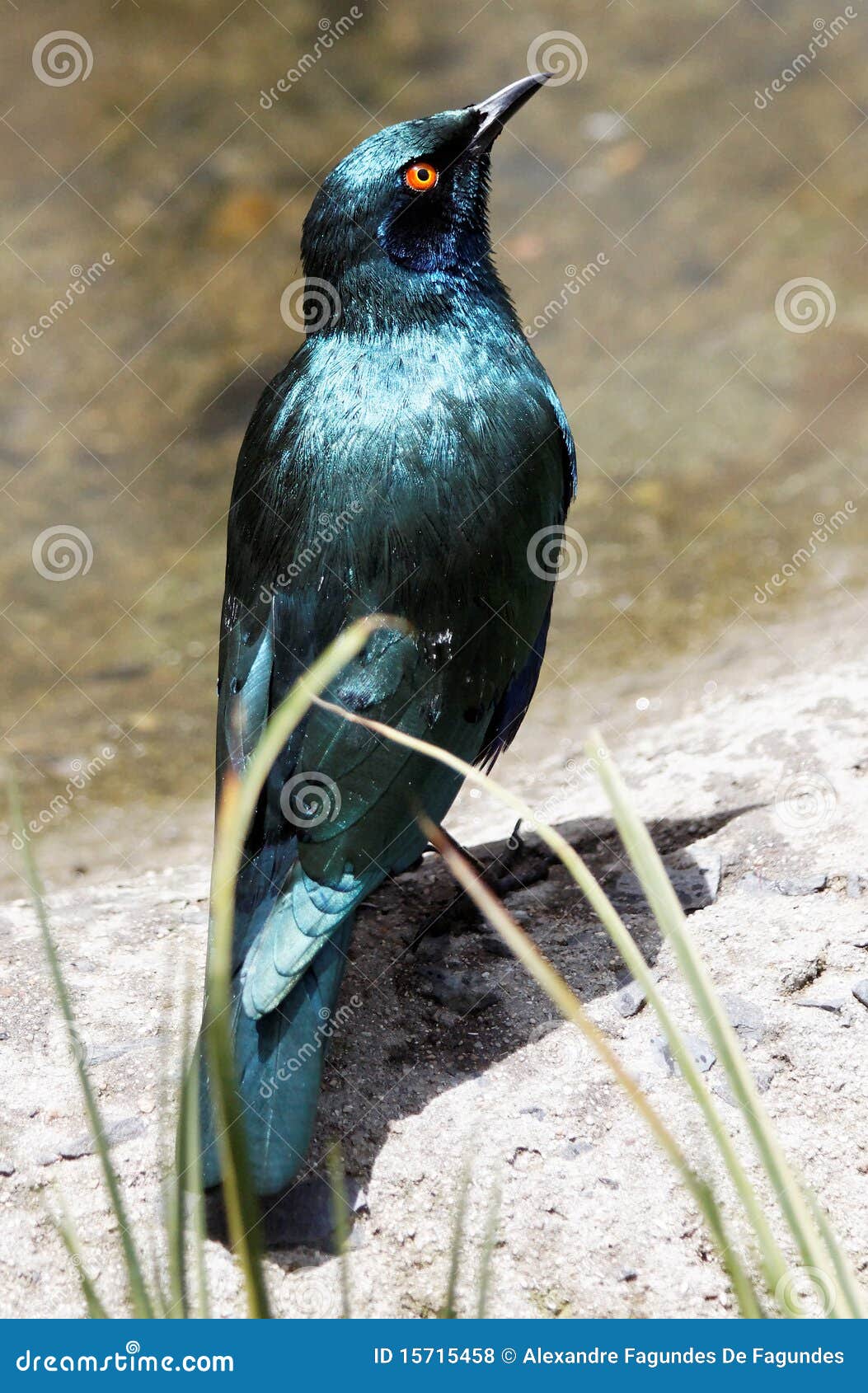 Samt-Feder-Vogel. Ein blauer Vogelsamt mögen Federn mit einem orange Auge auf einem Teich von Südafrika.