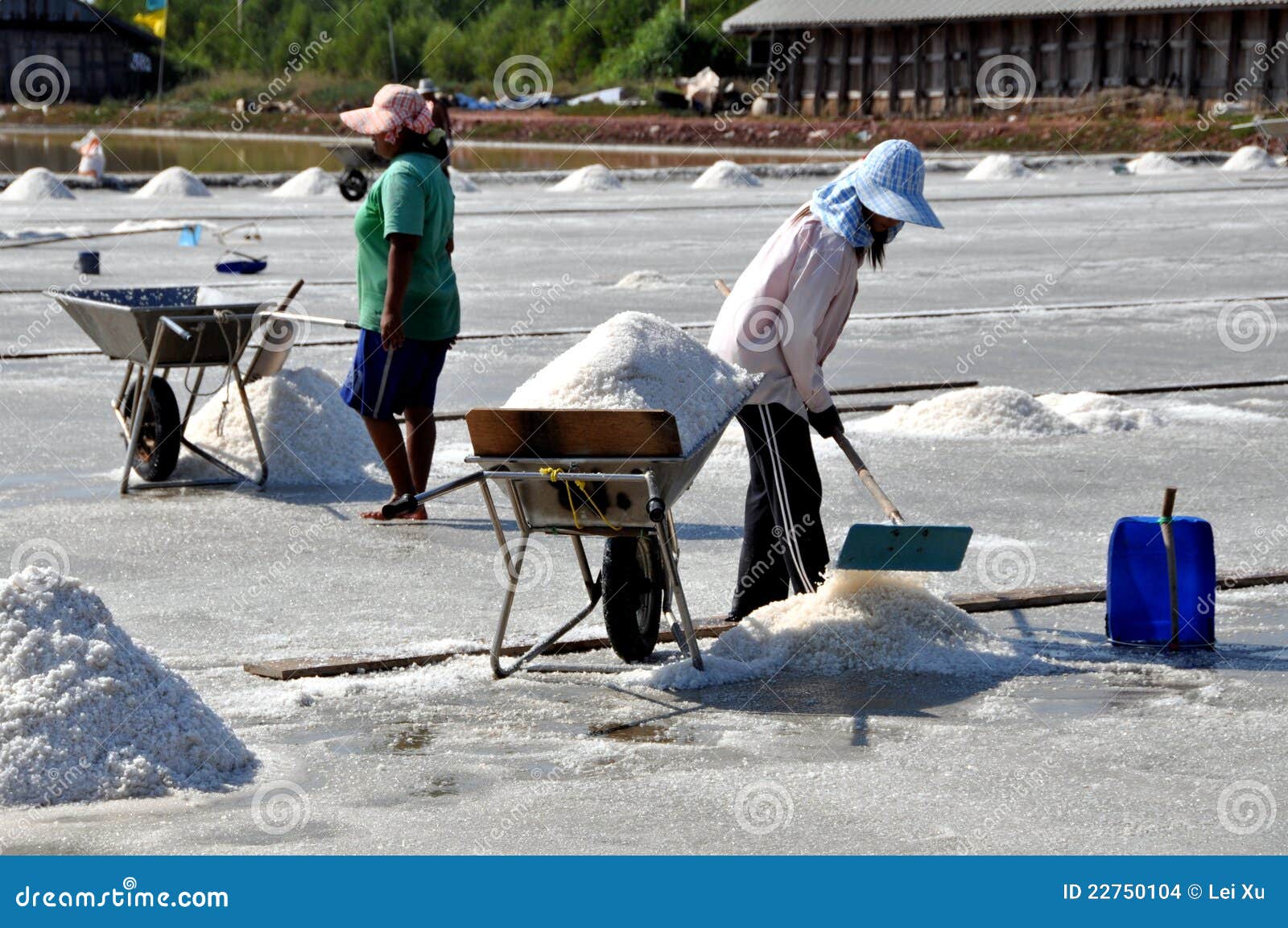 Samut Songkram, Tailândia: Colhendo o sal do mar. Mulher que usa um hoe para fazer um monte do sal recentemente colhido do mar que seja empilhado em wheelbarrows para o transporte aos celeiros do armazenamento em Samut Songkram, Tailândia.