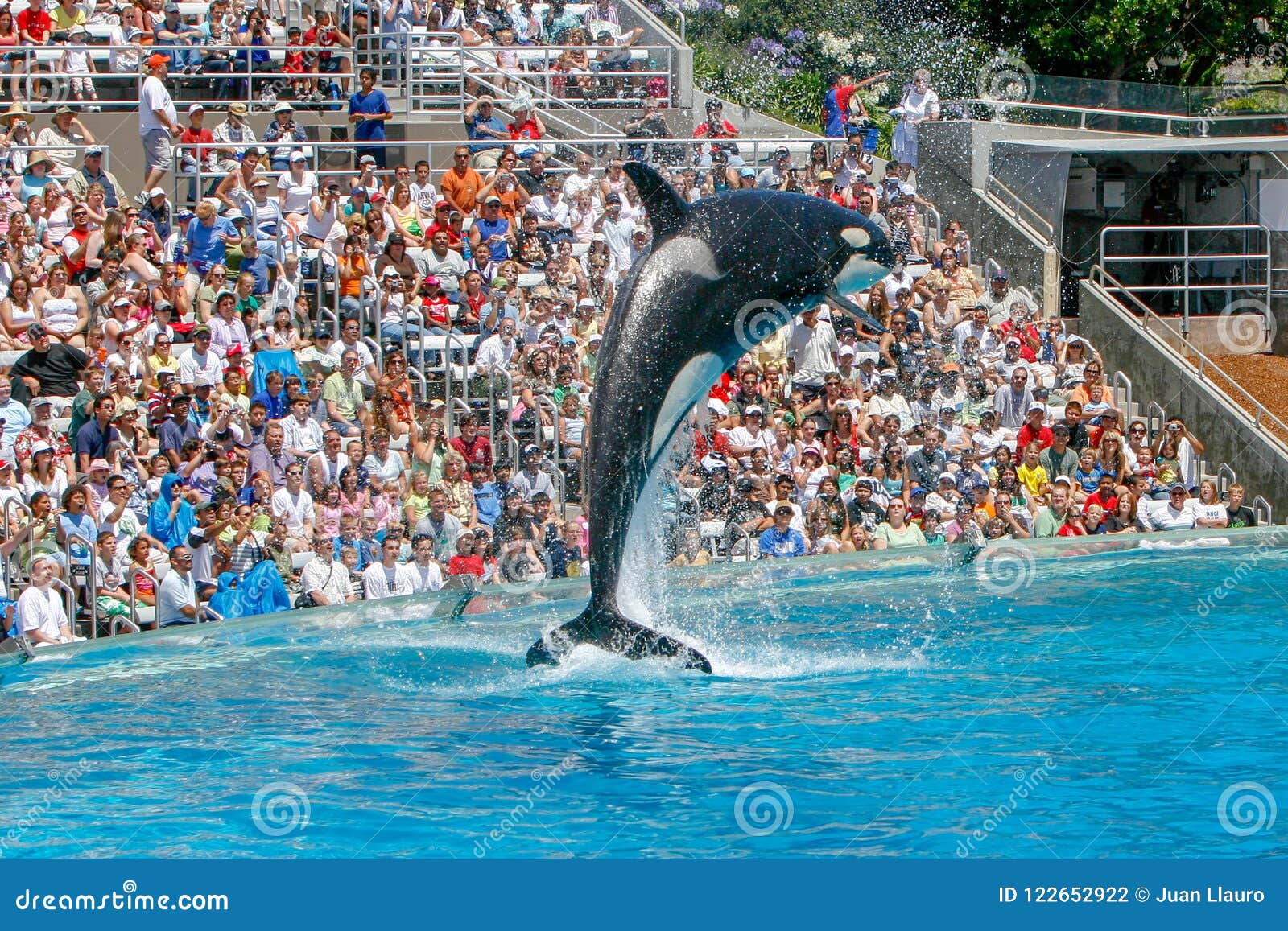 Killer Wale Show at Sea World Editorial Photography - Image of seaworld ...