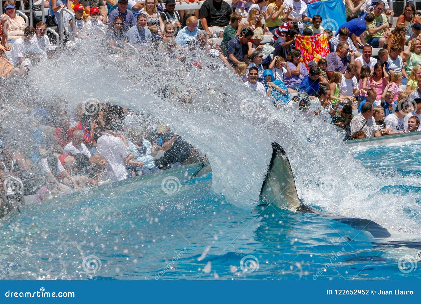 Killer Whale Show at Sea World Editorial Photography - Image of dolphin ...