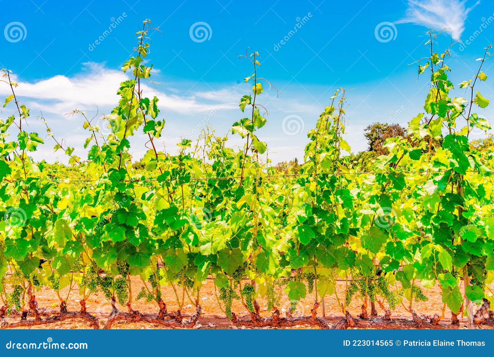san diego county`s vineyards are lush with spring growth