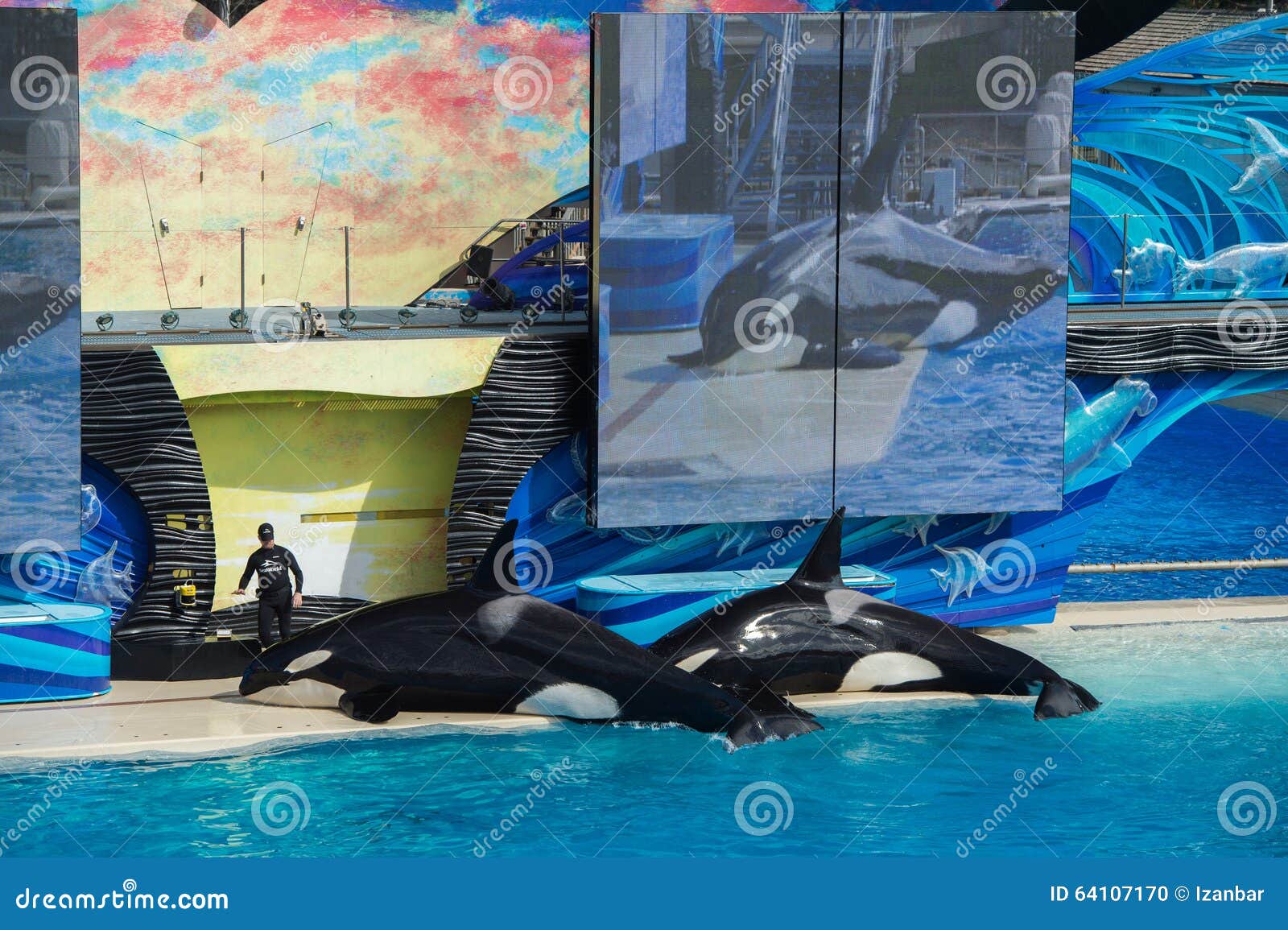 SAN DIEGO, USA - NOVEMBER, 15 2015 - the Killer Whale Show at Sea World ...