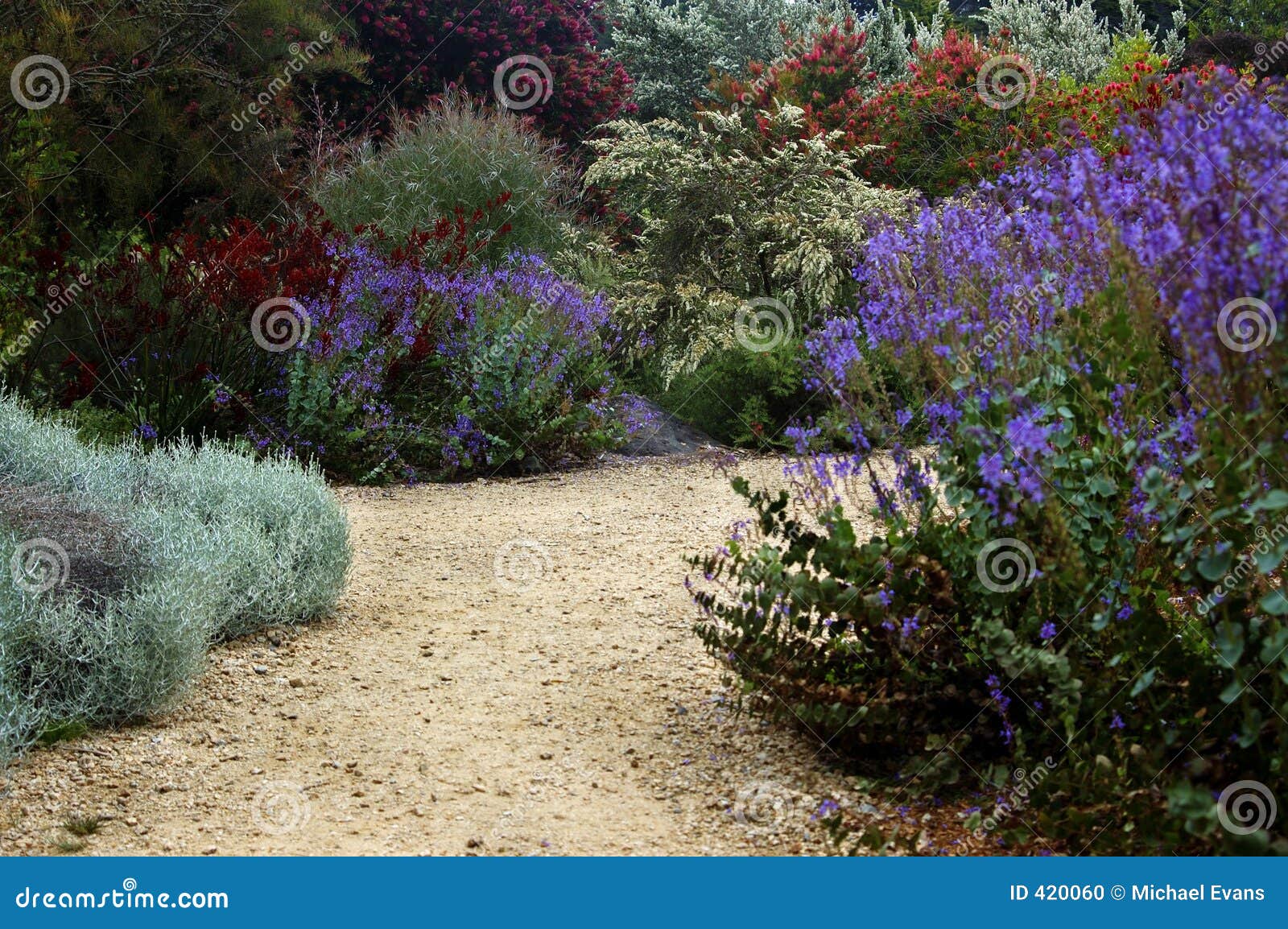 San Francisco Botanical Garden Stock Photo Image Of California