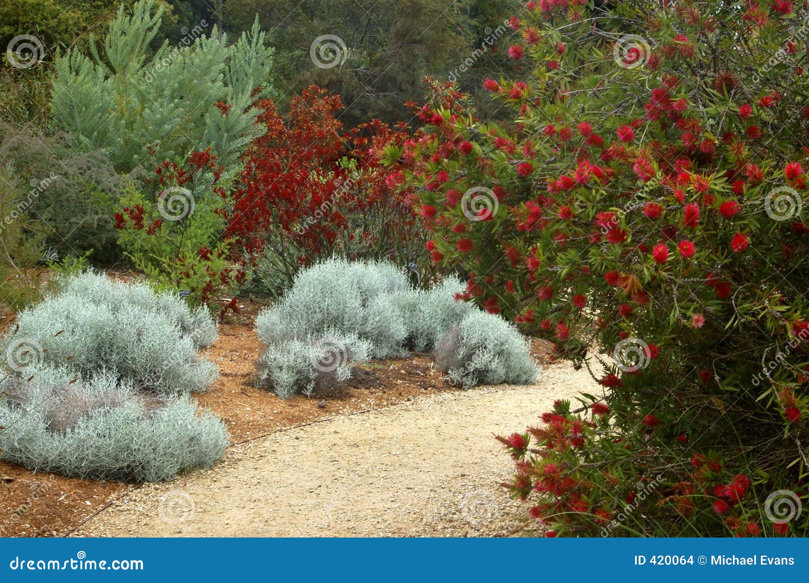 San Francisco Botanical Garden Stock Photo Image Of