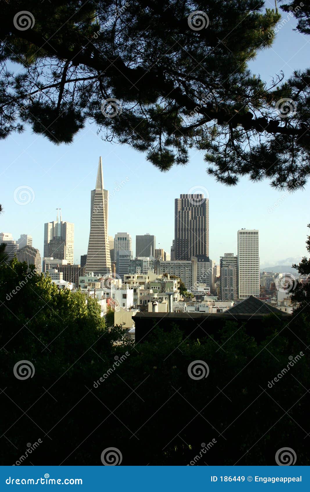San Francisco Buildings from Trees Stock Image Image of scrapers