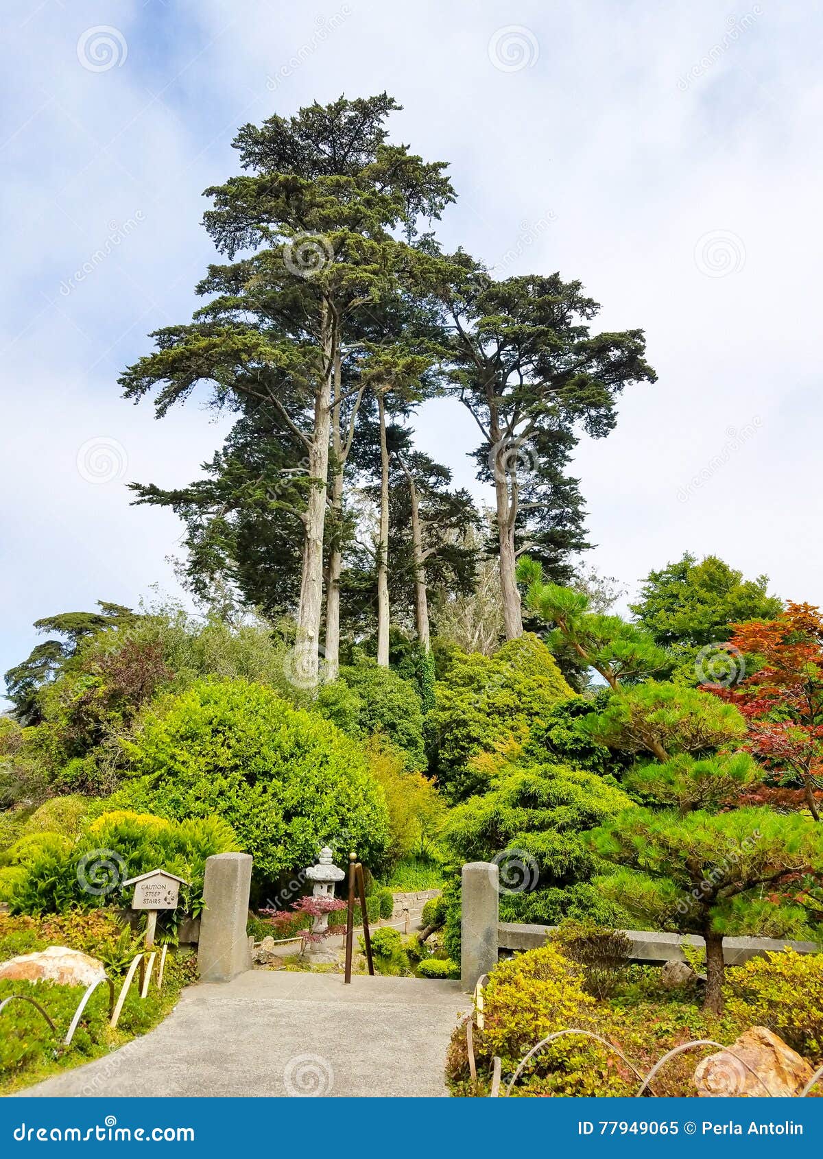 San Francisco Japanese Garden Stock Image - Image of autumn, gardens ...