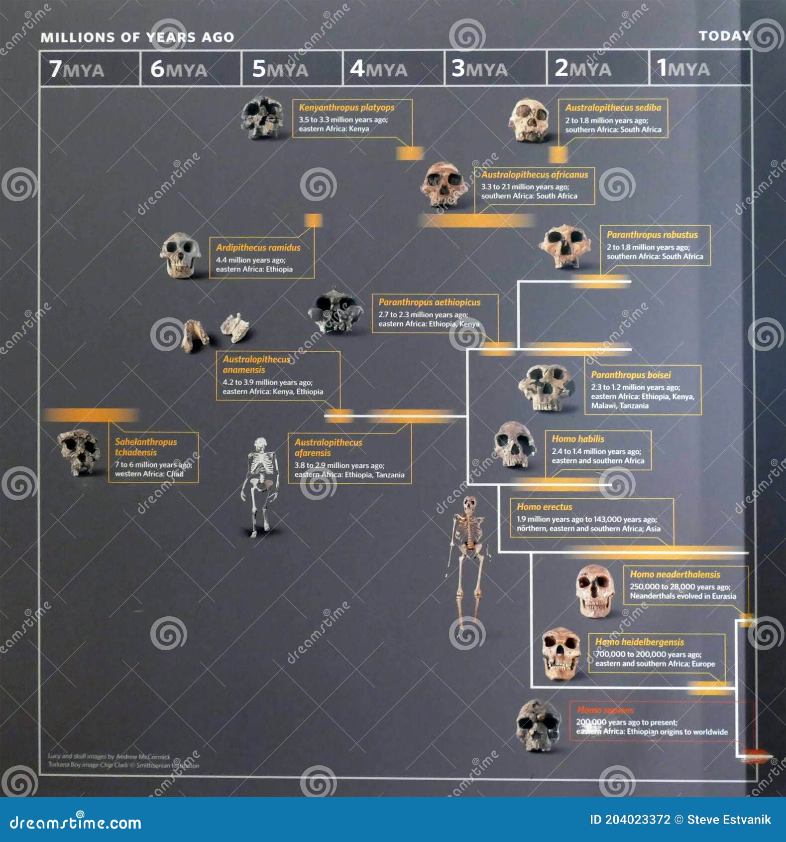 Human Ancestor Chart