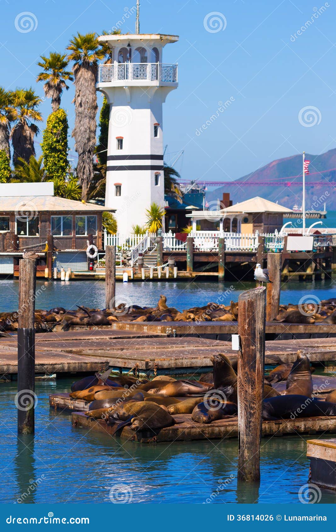 san francisco pier 39 lighthouse and seals california