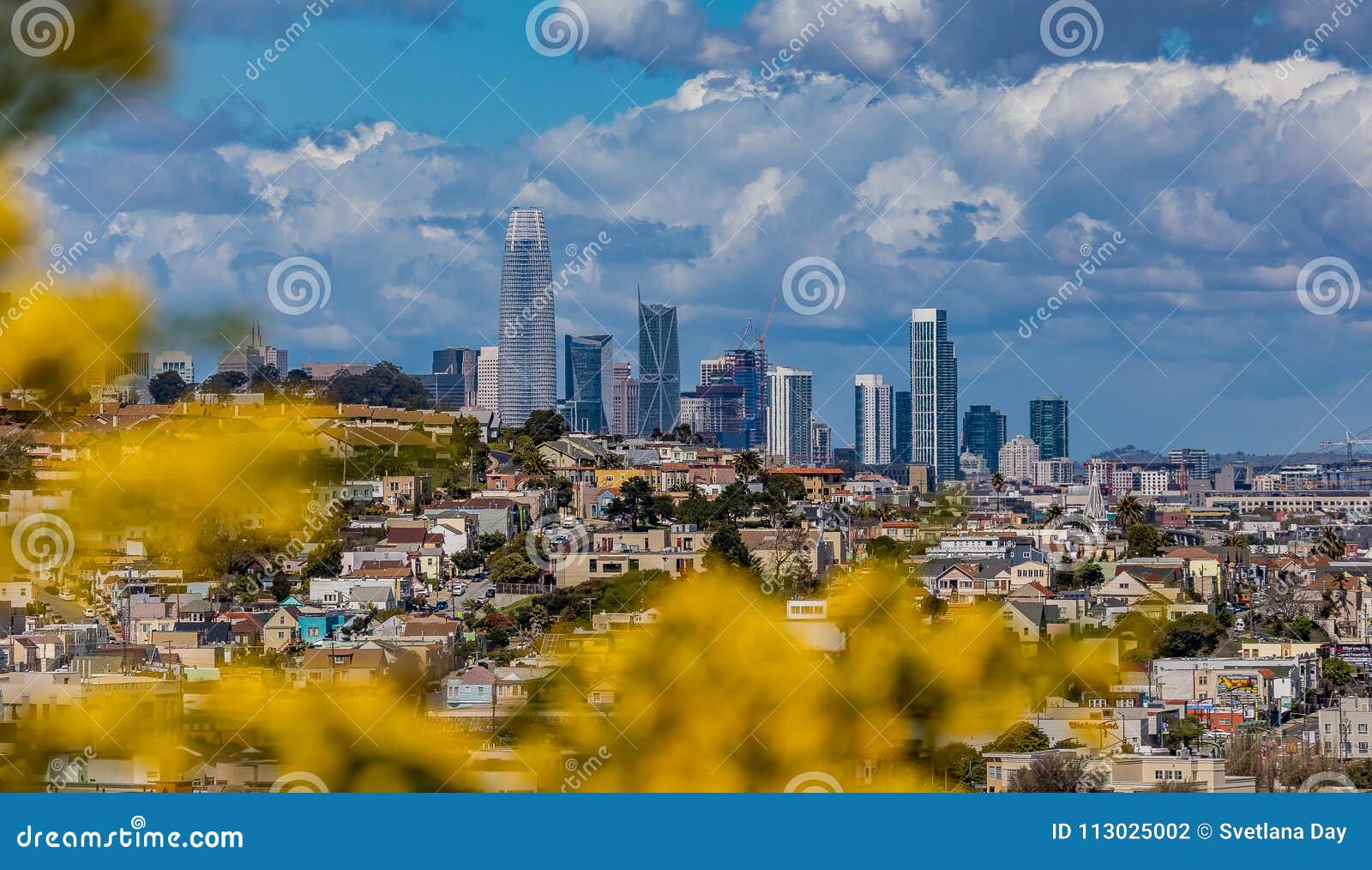San Francisco Skyline Panorama with Blooming Flowers in the Fore Stock ...