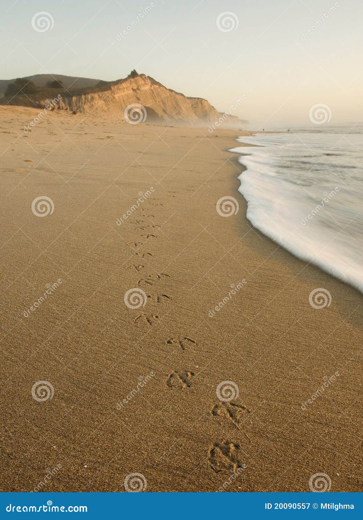 san gregorio beach with bird tracks