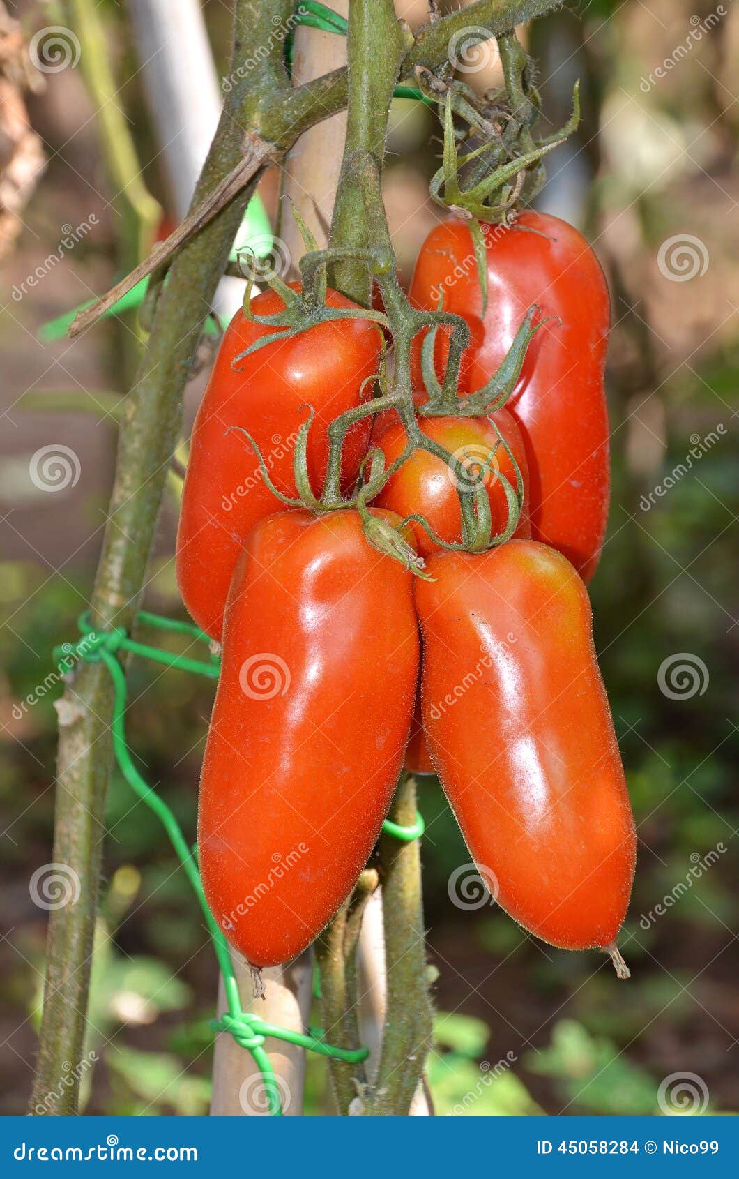 San marzano tomatoes stock photo. Image of botanic, nature 45058284
